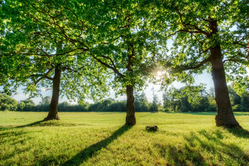 Obraz premium Picturesque sunset with oaks and sun. Summer