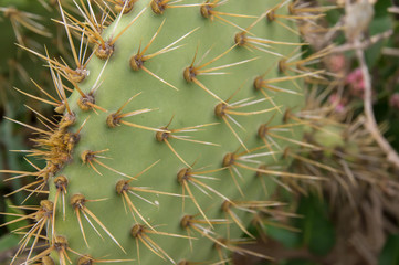 Naklejka na ściany i meble Up close with a cactus and it's prickly needles