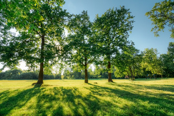 Beautiful summer landscape with oak trees at sunset