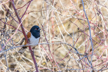 Spotted Towhee 1