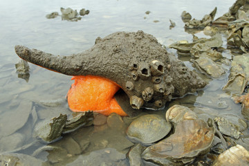 Orange Conch South Carolina