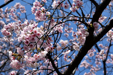ソメイヨシノ 桜の木
