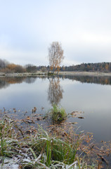 Cloudy autumn landscape with birches growing on the bank of pond.First snow and hoarfrost in november.Overcast sky.Moscow region,Russia. 