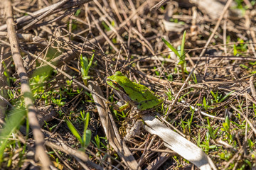 Northern Pacific Tree Frog #1