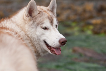 Profile portrait of young and smiley Siberian Husky dog looking into the distance on grass and rocks background on the seashore