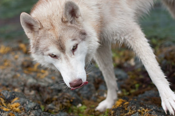 Portrait of young and wet Siberian Husky dog looking to the camera and standing on the rock with seaweed
