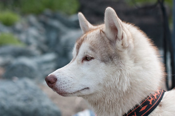 Profile portrait of young Siberian Husky dog looking into the distance on grass and rocks background on the seashore