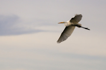 free flying bird