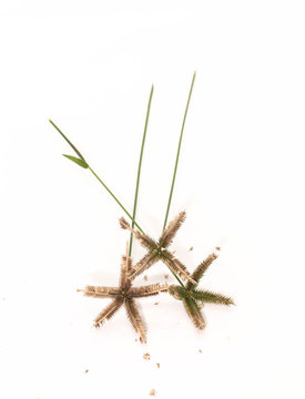 Closeup of Crowfoot grass or Beach wiregrass or Egyptian crowfoot grass on brown wooden