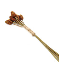 Macro of group brown and yellow dry flower on white background