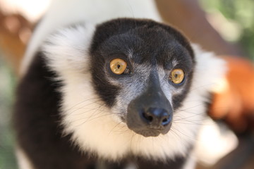 Lemur Face Close Up