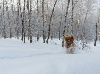 English cocker spaniel dog portrait in winter