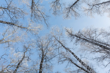 Fototapeta na wymiar Journey to the fairy tale. Birch grove under the snow. The Arctic. The cold northern sun is above the horizon