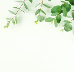 frame made of eucalyptus branches on white background. Flat lay, top view. copy space