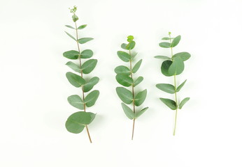  eucalyptus branches on white background. Flat lay, top view. copy space