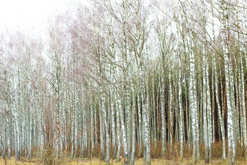 Early spring in the forest. Spring forest