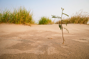 Little green tree growing up in sand at sunset