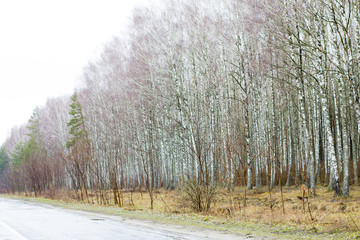 Early spring in the forest. Spring forest