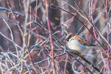 House Sparrow (Male) #1