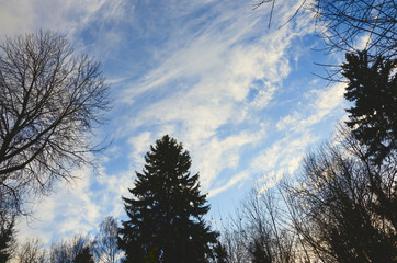 Blue sky background with beautiful bright clouds.Trees in forest.Winter scenery.Treetops.