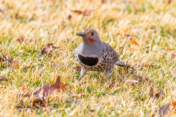 Northern Flicker (Male) #1