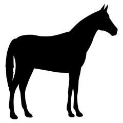 Fototapeta premium Horse standing black Icon