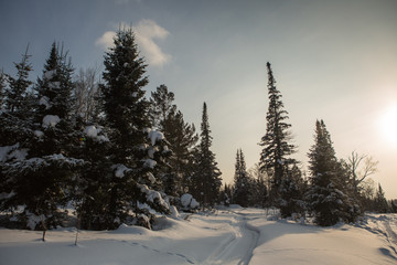 Fir branches covered with snow