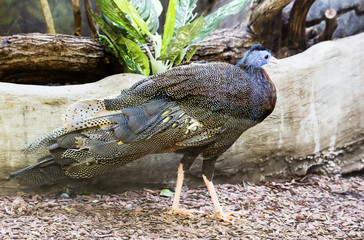 Фазан аргус. Great argus.