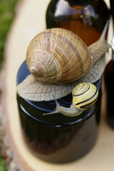 cosmetic with snail mucus.cosmetic  with extract of snail slime.snail mucus extract. Natural Cosmetics Concept