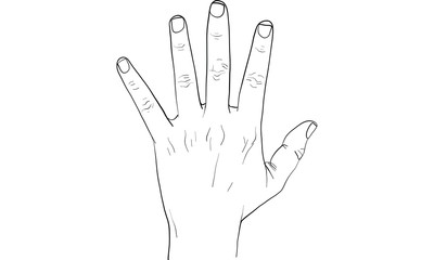 hand action vector
