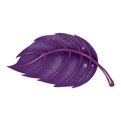 Isolated illustration. Red leaf Basilica close-up on white background.