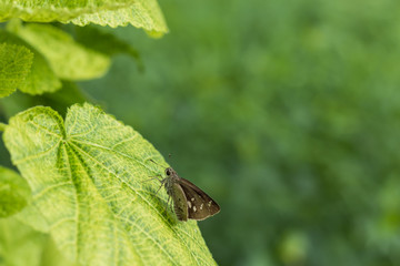 small butterfly