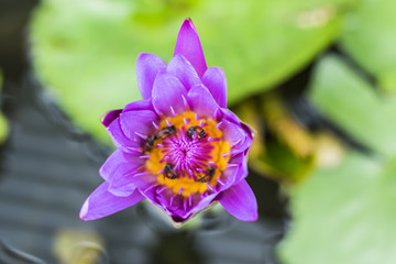 lotus flowers