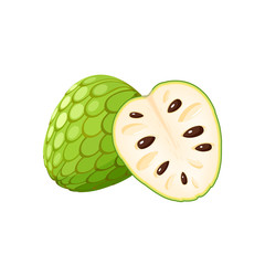 Summer tropical fruits for healthy lifestyle. Cherimoya, whole fruit and half. Vector illustration cartoon flat icon isolated on white.