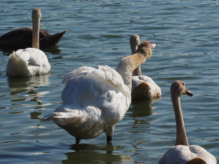 Łabędzie © sorensen15