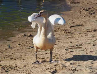 Łabędzie © sorensen15