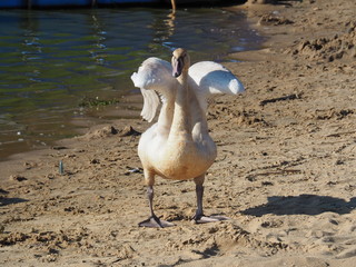 Łabędzie © sorensen15