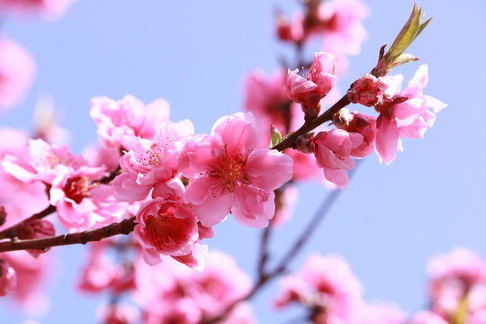満開の桃の花