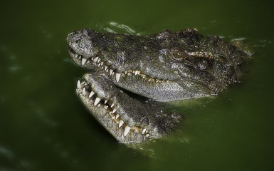 Swampy crocodiles in alga rich lake Asia.