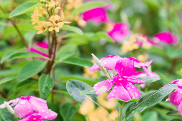 Pink Wrightia isolate  in sping sumer after raining in the morning, technical cost-up.