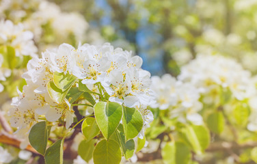  Spring blossoming pear. White flowers on blooming pear tree in sunshine. Macro shot.