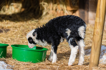 a little black and white lamb eating from a green tub