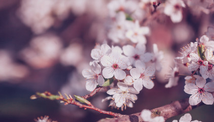 Spring cherry blossom on pink blurred background. Cherry flowers on blooming tree. Toned image. Macro shot. 