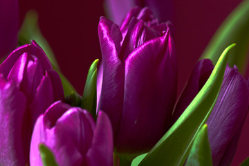 A lilac tulip bud. Macro/Unopened lilac tulip bud close-up. Russia, Moscow, holiday, gift, mood, nature, flower, plant, bouquet, macro