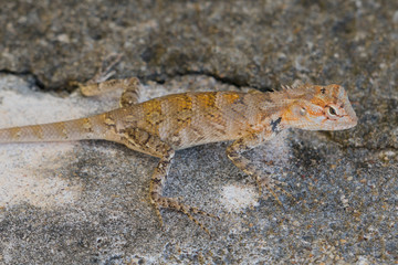 The eastern garden lizard on the wall.