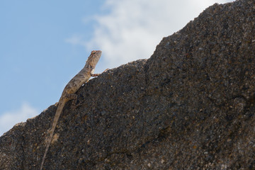 The eastern garden lizard on the wall.