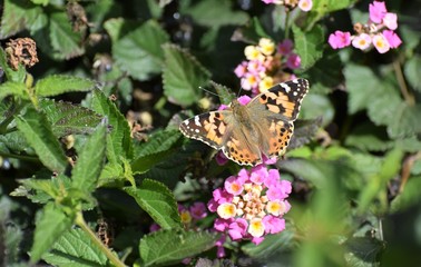 Mediterranean summer garden