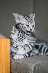 Cute American cat Kitten