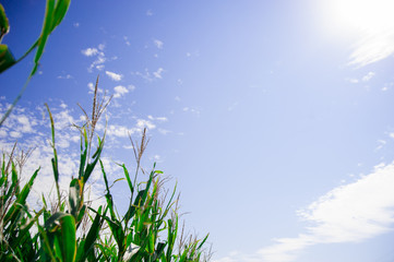 Corn Field in the country side of America. America is a continent where American mainly live.