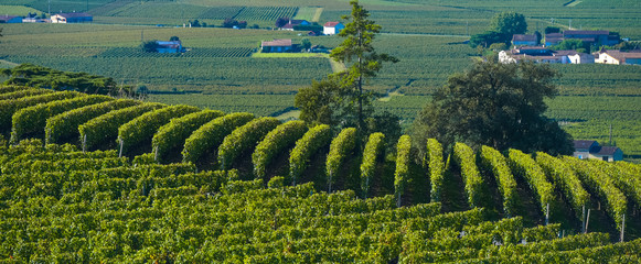 Saint-Emilion-Vineyard landscape-Vineyard south west of France